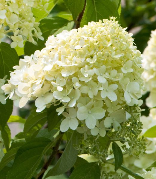 Hydrangea paniculata 'Limelight'